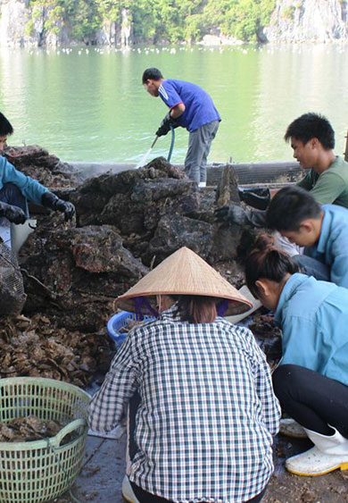 Pearl Farm Village