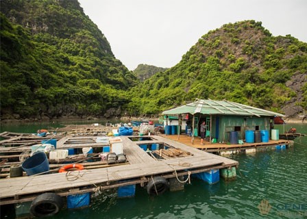 Hanoi – Tuan Chau Marina – Lan Ha Bay – Sunset Party (L, D)
